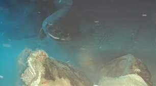 Cientistas lançaram uma vaca nas profundezas do mar da China e descobriram oito convidados inesperados no banquete