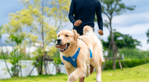 8 dicas para saber se o seu cachorro está saudável