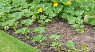 Saiba como plantar abobrinha vegetal saudável e versátil na culinária