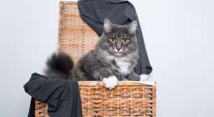 Por que seu gato deita nas roupas? Entenda o significado do hábito