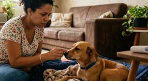 Focinho quente significa febre? O que realmente indica que o cachorro está doente