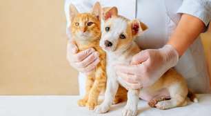 Como calcular a idade real de cães e gatos?