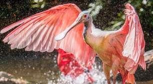 Engenhosidade da natureza: os maiores bicos de aves