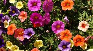 Petúnia colore o jardim e é fácil de cuidar; veja como cultivar