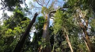 Com altura de um prédio de 30 andares, conheça a maior árvore da Amazônia