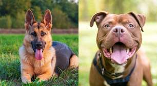 Comportamento canino: genética ou criação? Entenda a verdade