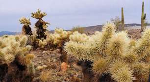 Dos espinhos de cactos às presas de cobras, a função impulsiona a evolução das ferramentas de perfuração da natureza