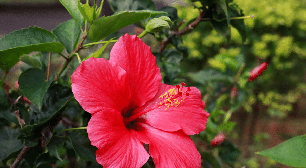 Hibisco e rosa vermelha: saiba como essas flores podem ser poderosas para o amor-próprio