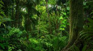 Florestas tropicais podem deixar de atuar como sumidouros de carbono durante o El Niño