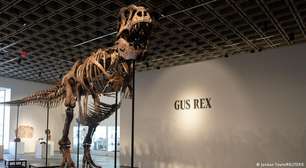 Esqueleto de T. Rex é vendido por valor recorde em leilão