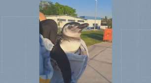 Pinguim ferido é resgatado pelos bombeiros no Piscinão de Ramos