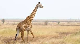 Curiosidades fascinantes sobre as girafas que você (provavelmente) não sabia