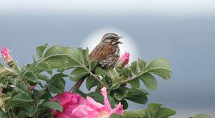 O segredo do canto dos pássaros: cientistas descobrem como aves podem curar distúrbios da fala