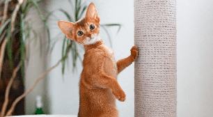 A Casa do Dragão: 10 nomes para gato inspirados nos personagens da série