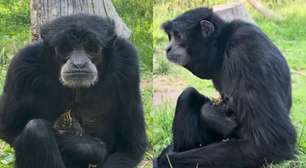 Macaca encontra passarinho e emociona com gesto doce; assista ao vídeo