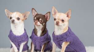 O Chihuahua é uma das raças que mais vivem, mas isso não acontece por acaso
