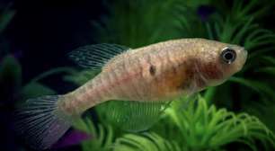 Descoberta de nova espécie de peixe em poça temporária do Pantanal surpreende cientistas