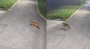 Onça-parda é flagrada caminhando por avenida na Grande SP