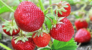 Morango faz bem à saúde? Veja 7 benefícios e maneiras criativas de consumir a fruta