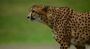 Os animais mais rápidos do mundo