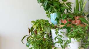 Plantas conversam? Entenda por que algumas crescem melhor quando ficam juntas