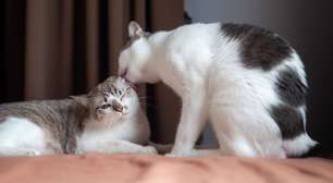 Por que um gato lambe o outro? Entenda o significado desse gesto de carinho entre felinos