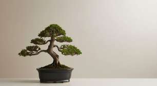 Bonsai em casa traz energia estagnada? Entenda o que o Feng Shui diz sobre a planta