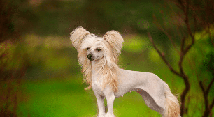 Cachorros chineses: 6 raças originárias da China