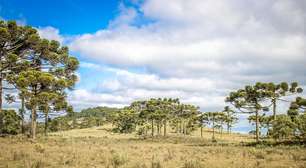 Floresta de altitude do Brasil vem sendo moldada por mudanças climáticas e povos indígenas há 6.000 anos