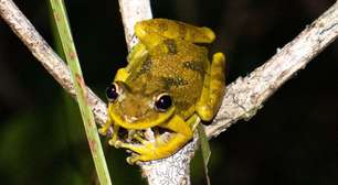 Cientistas descobrem microplásticos no corpo de girinos da Amazônia