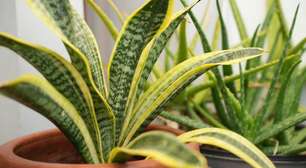 Três plantas que purificam o ar da sua casa e são fáceis de cuidar
