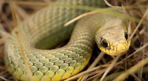 O que significa sonhar com cobras? Especialistas em sonhos respondem