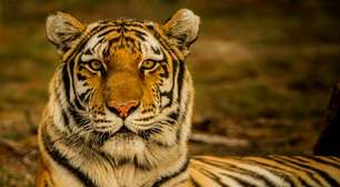 Animais podem identificar humanos perigosos e se comportam de maneira diferente perto de caçadores