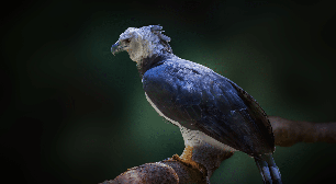 Gavião-real: 8 curiosidades sobre uma das maiores aves de rapina das Américas