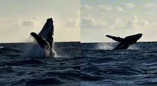 Vídeo mostra baleia-jubarte fazendo acrobacias no mar de Maracaípe, em Pernambuco