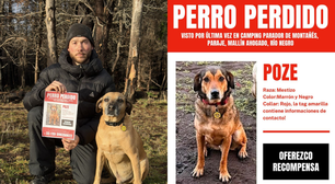 Cachorro 'frentista' famoso na internet desaparece durante viagem à Patagônia; família mobiliza buscas