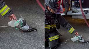 Bombeiros usam máscara de oxigênio em pombo que passou mal após inalar fumaça nos EUA