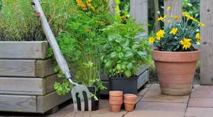 Como criar um jardim de ervas aromáticas dentro de casa e transformar o ambiente