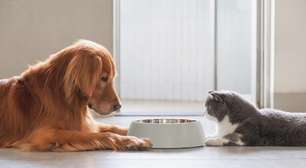 Pets no inverno: precisam mesmo comer mais?