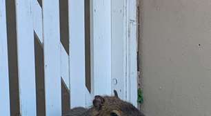 Brigada Militar captura capivara em via pública e devolve animal à natureza em Torres