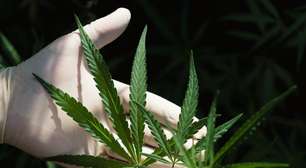 O passado esquecido do Brasil revela a época em que a ciência usava a maconha como remédio antes do sistema criar o estigma atual
