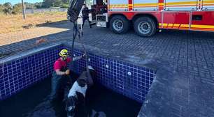 Cavalo é encontrado dentro de piscina durante ação contra a dengue no RS