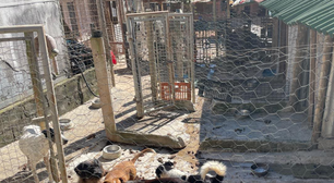 Polícia Civil apura condições de ONG de animais em Sorocaba