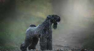Kerry blue terrier: conheça características do cachorro dessa raça