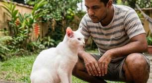 Doença do gato: quando uma ferida pode ser mais do que um machucado