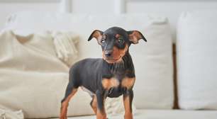 Sonhar com cachorro preto: significado além da aparência