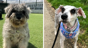 Antes e depois de cadela resgatada impressiona ao revelar cílios longos