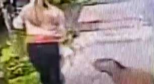Capivara sai de moita e avança em cachorro durante passeio no interior de SP