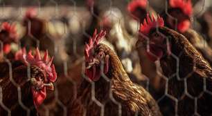 A religião por trás da Korin, pioneira na produção de frango orgânico no Brasil