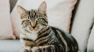 Especialistas alertam: deixar um gato trancado no apartamento pode ser estressante e levar a problemas de saúde